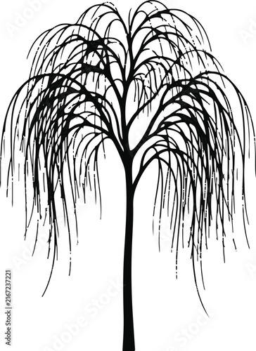 Willow tree vector illustration. Elegant sketch drawing with drooping branches and leaves. Botanical nature graphic element for design, botanical art