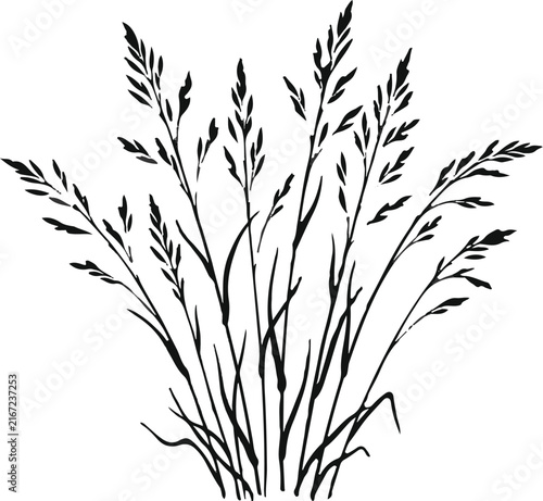 Decorative grass silhouette, botanic vector illustration, wild weed outline, organic floral shape isolated on White Background