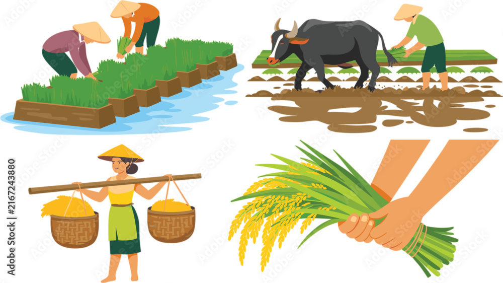 Obraz premium Traditional Rice Farming and Agriculture Vector Set with Asian Farmers Buffalo Rice Paddy Harvesting and Cultivation Illustrations for Rural Culture Design