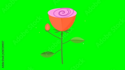 Animated Pink and Orange Rose Flower with Green Leaves on