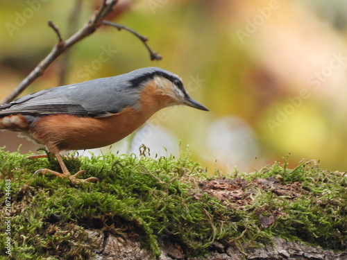 Fotografie Eurasian nuthatch walking on moss covered tree trunk in autumn woodland