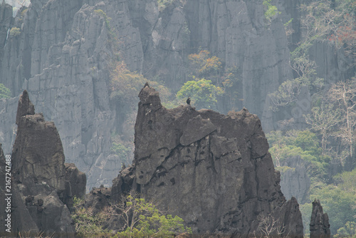 Foto A Laotian Langur in the Karst Mountains in Laos, Asia.