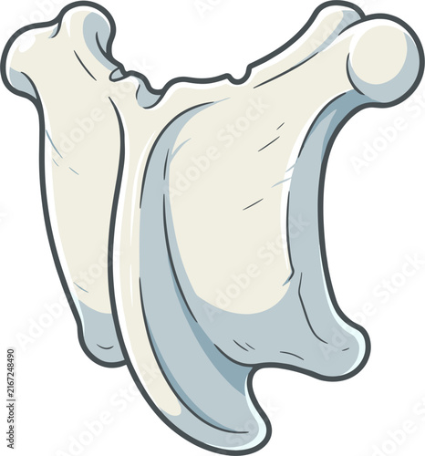Isolated stylized cartoon scapula bone, veterinary anatomy illustration, pale cream and light blue colors, clean lines, simple graphic