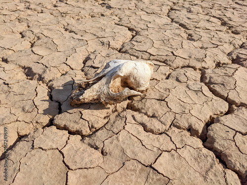Canvas Print Dried skull amidst cracked earth in a harsh desert landscape under bright sunlig