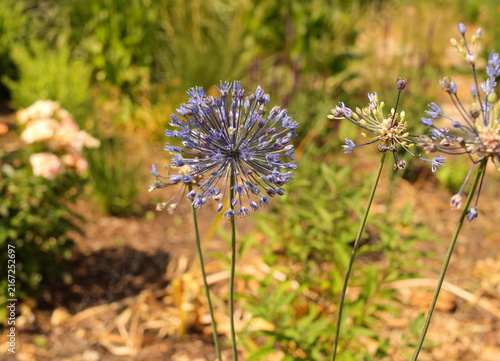 Blooming blue ornamental onion Allium caeruleum flowering in May in a garden