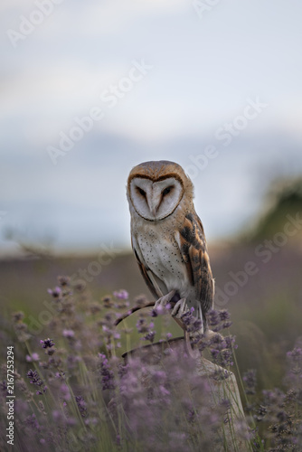 Canvastavla A beautiful barn owl Tyto alba perched on a vintage milk can in a blooming purple lavender field under a soft twilight sky, featuring its iconic heart-shaped facial disc