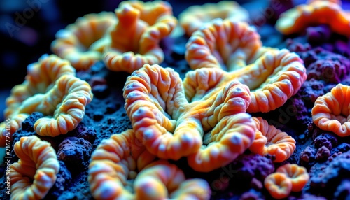 The image features a close up view of vibrant, coiled coral with a bright orange and yellow coloration