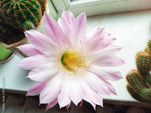 Beautiful large pink echinopsis cactus flower in full bloom on windowsill indoors