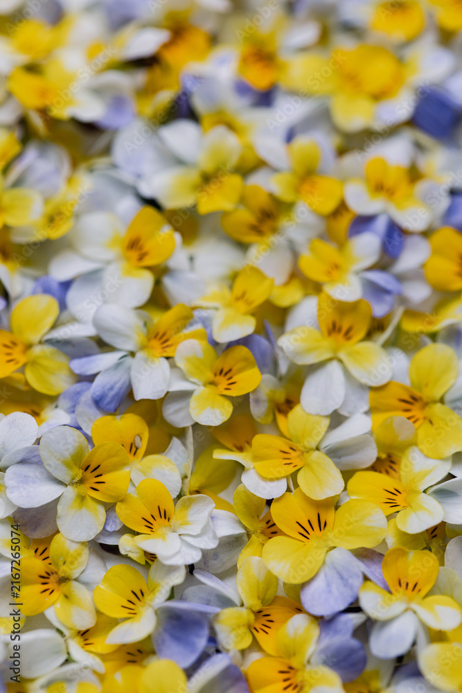 Obraz premium Viola Pansy Flowers Vertical Flat Lay Yellow White Purple Floral Background Pattern Top View