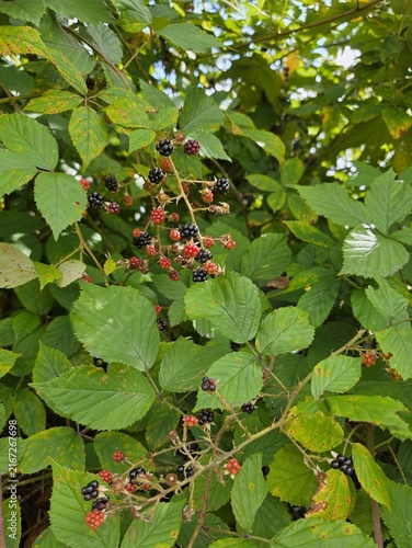 Ripe and unripe wild blackberries growing on bush