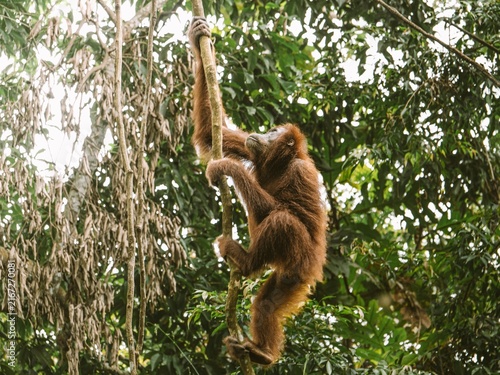 Fotografía Wild orangutan climbing a tree vine in a dense tropical rainforest canopy