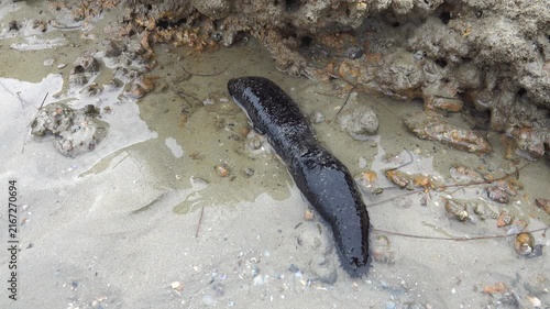 Feeding tentacles and connective tissue work. Edible sea cucumber (Holothuria edulis) feeds on the sandy bottom of the Andaman sea infauna. Thailand