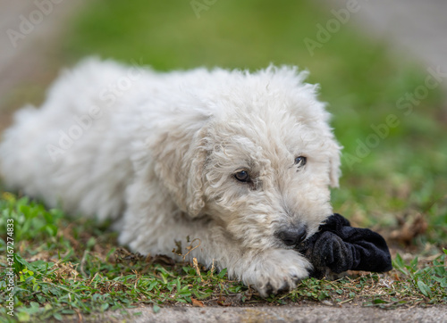 Quadro su tela Adorable Komondor Puppy lying on green grass outdoors and playing with a black hair tie