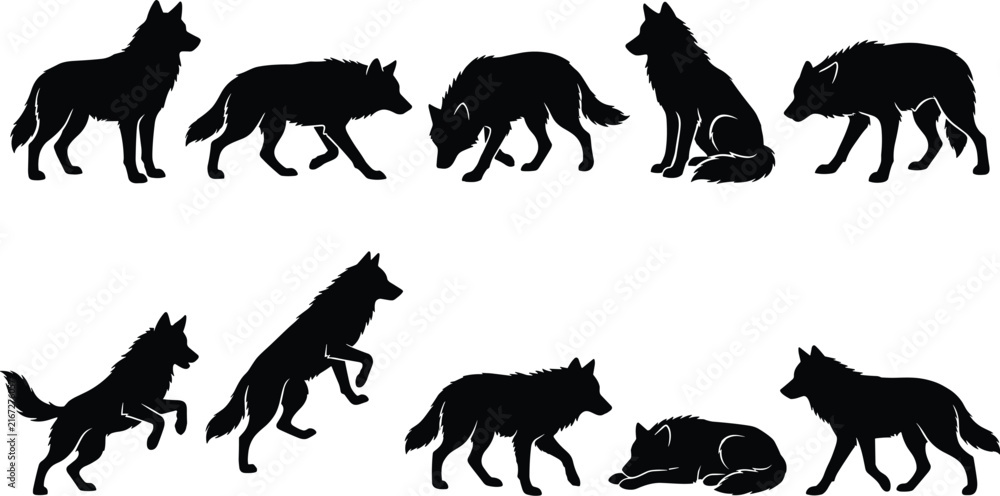 Obraz premium Black Wolf Silhouette Vector Set with Pouncing Walking and Sitting Poses Isolated on White Background