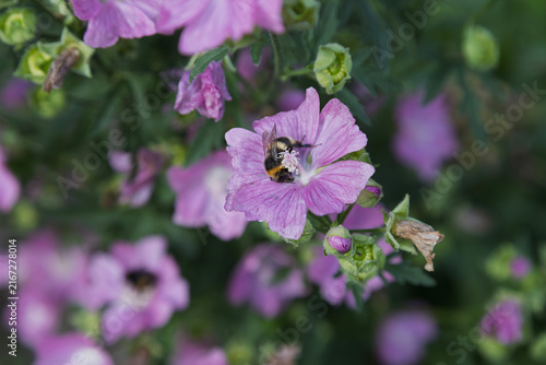 A bumblebee collects nectar from a pink common mallow flower in a garden.