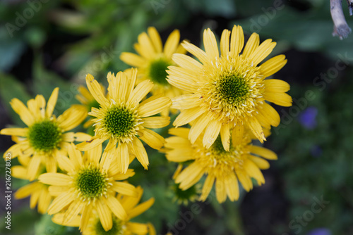 A cluster of bright yellow coneflowers with green centers bloom in the garden.