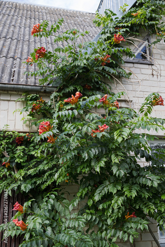 Trumpet vine climbs up a brick building, covering it in lush green leaves and bright orange-red flowers.