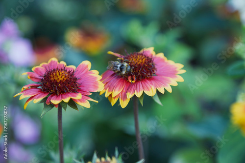A bumblebee rests on a vibrant Gaillardia flower blooming in a garden.