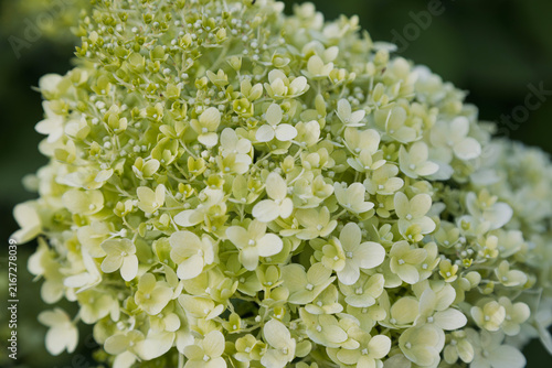 A close-up view of a blooming white hydrangea flower.