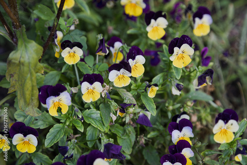 A cluster of colorful pansies blooms in a vibrant garden bed.