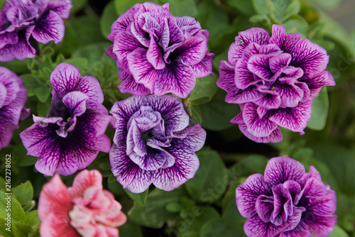 Several ruffled purple petunia blossoms bloom among green leaves.