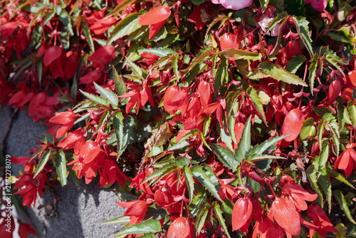 Vibrant red begonia flowers cascade over a stone planter.