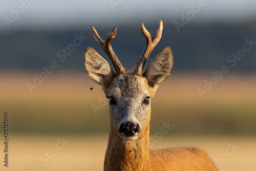 Cuadro en lienzo Roe deer buck looking at camera during sunrise
