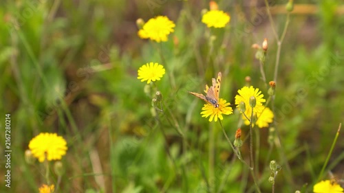 Brown Orange Butterfly Feeding on Yellow Wildflower Meadow 4K Footage Delicate Wings Open Green Grass Background Natural Sunlight