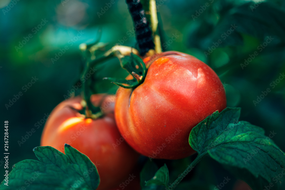 Fototapeta premium Fresh organic tomatoes ripening on the vine in a home vegetable garden. Concept of sustainable agriculture, farm-to-table healthy eating, homegrown produce, and organic horticulture practices.
