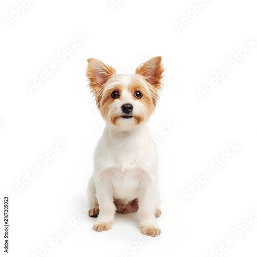Cute Small Mixed Breed Puppy Sitting Isolated on White Background
