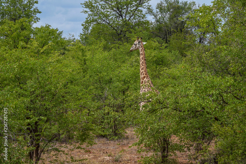 Fotografía Giraffe standing amid dense green bushveld foliage, South Africa