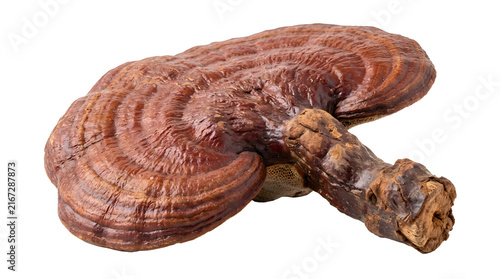A detailed macro shot of a dried reishi mushroom showing its unique woody texture and brown surface.