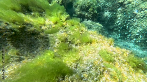 Ornate wrasse fish swimming in the clear blue sea.