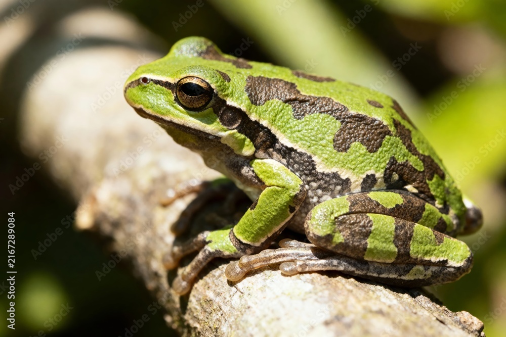 Naklejka premium Green tree frog with dark markings perched on a tree branch in a natural setting
