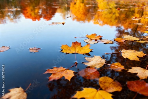 Autumn leaves floating on a calm pond with colorful reflections in the water