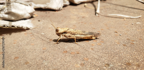 Фотография Side view macro shot of a brown grasshopper resting on dusty ground View(1)
cock