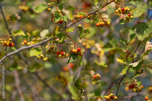 Obraz na płótnie Vibrant clusters of Crataegus berries adorn lush branches in a sunlit forest dur
