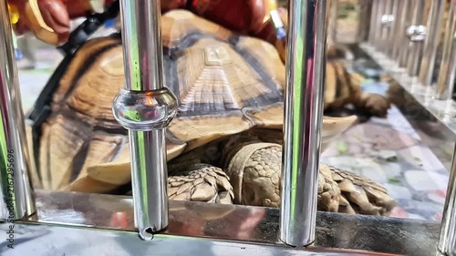 Macro Details of African Spurred Tortoise Shell and Scaly Legs