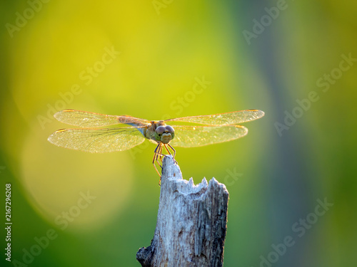 a dragonfly resting on a wooden stick, blurred background