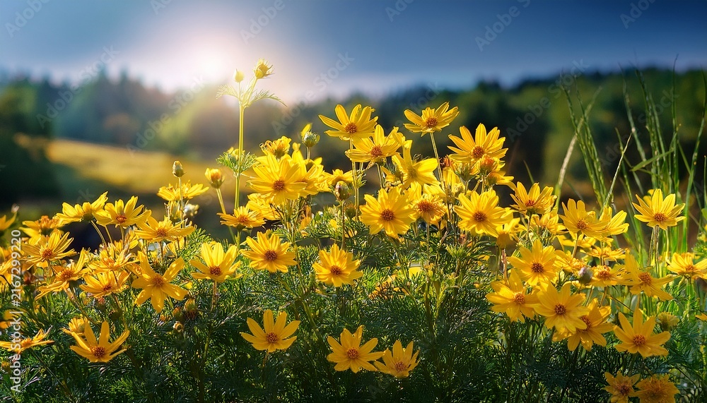 Fototapeta premium Yellow Summer Flowers