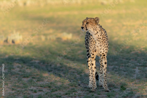 Canvas Print Cheetah (Acinonyx jubatus) searching for food in the Kgalagadi Transfrontier Par