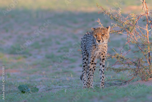 Photography Cheetah (Acinonyx jubatus) searching for food in the Kgalagadi Transfrontier Par