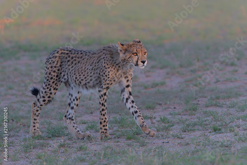 Canvas Print Cheetah (Acinonyx jubatus) searching for food in the Kgalagadi Transfrontier Par