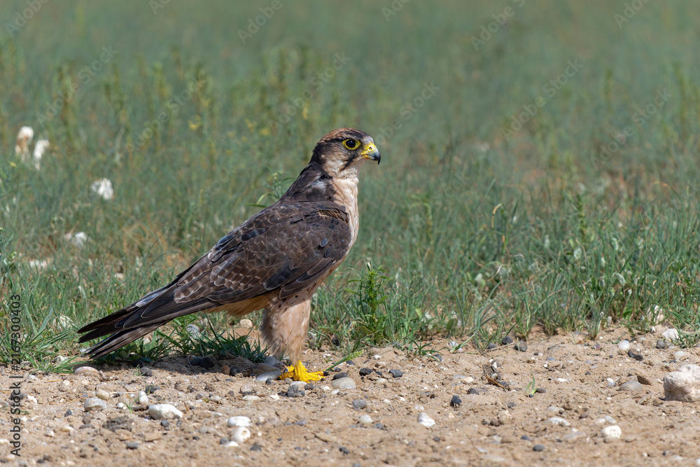 Fototapeta premium Lanner falcon (Falco biarmicus) hanging around in the Kgalagadi Transfrontier Park - part of the Kalahari - in South Africa