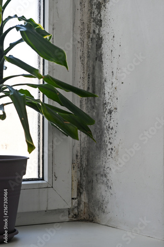 Mold visible on window edge and wall corner, black mold spots covering surface, humidity causing decay in home interior, closeup detail of contamination, hygiene problem, maintenance concept, vertical