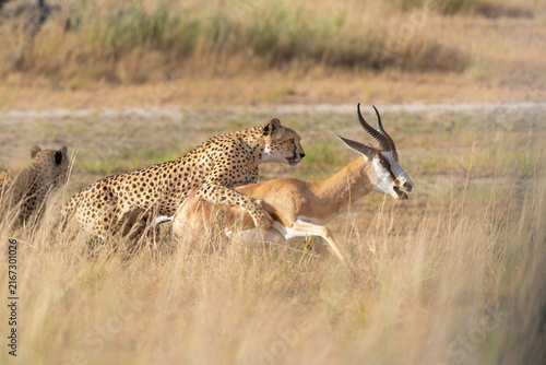 Canvas Print Cheetah (Acinonyx jubatus) searching for food in the Kgalagadi Transfrontier Par