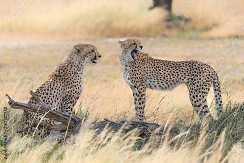 Photography Cheetah (Acinonyx jubatus) searching for food in the Kgalagadi Transfrontier Par