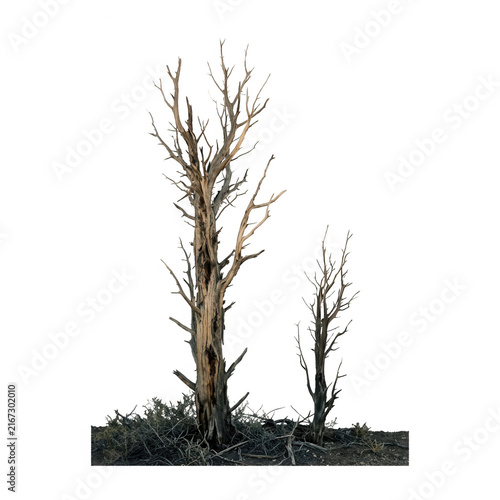 Deux arbres morts isolés sur fond blanc, troncs secs et branches dénudées sans feuilles, parfaits pour des compositions graphiques de nature sauvage ou de paysages arides.