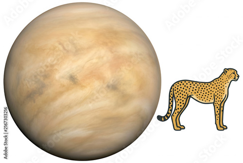 Une illustration conceptuelle juxtaposant la planète Vénus avec sa texture nuageuse caractéristique et un guépard tacheté, symbolisant la nature sauvage et l'astronomie.