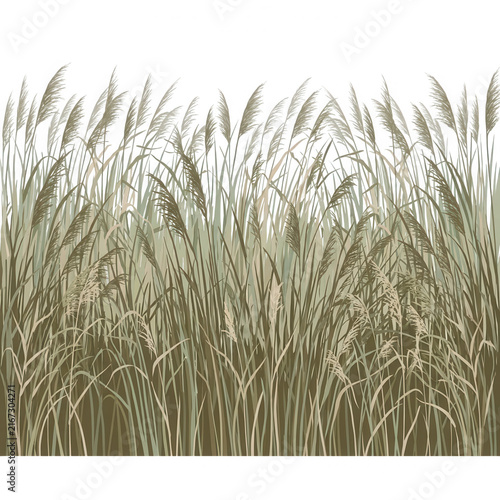 Illustration vectorielle de roseaux sauvages et d'herbes hautes de couleur beige et verte sur fond blanc, idéale pour un arrière-plan naturel.